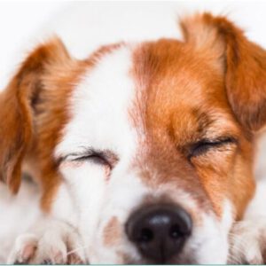 Massagekurs für Hundehalter